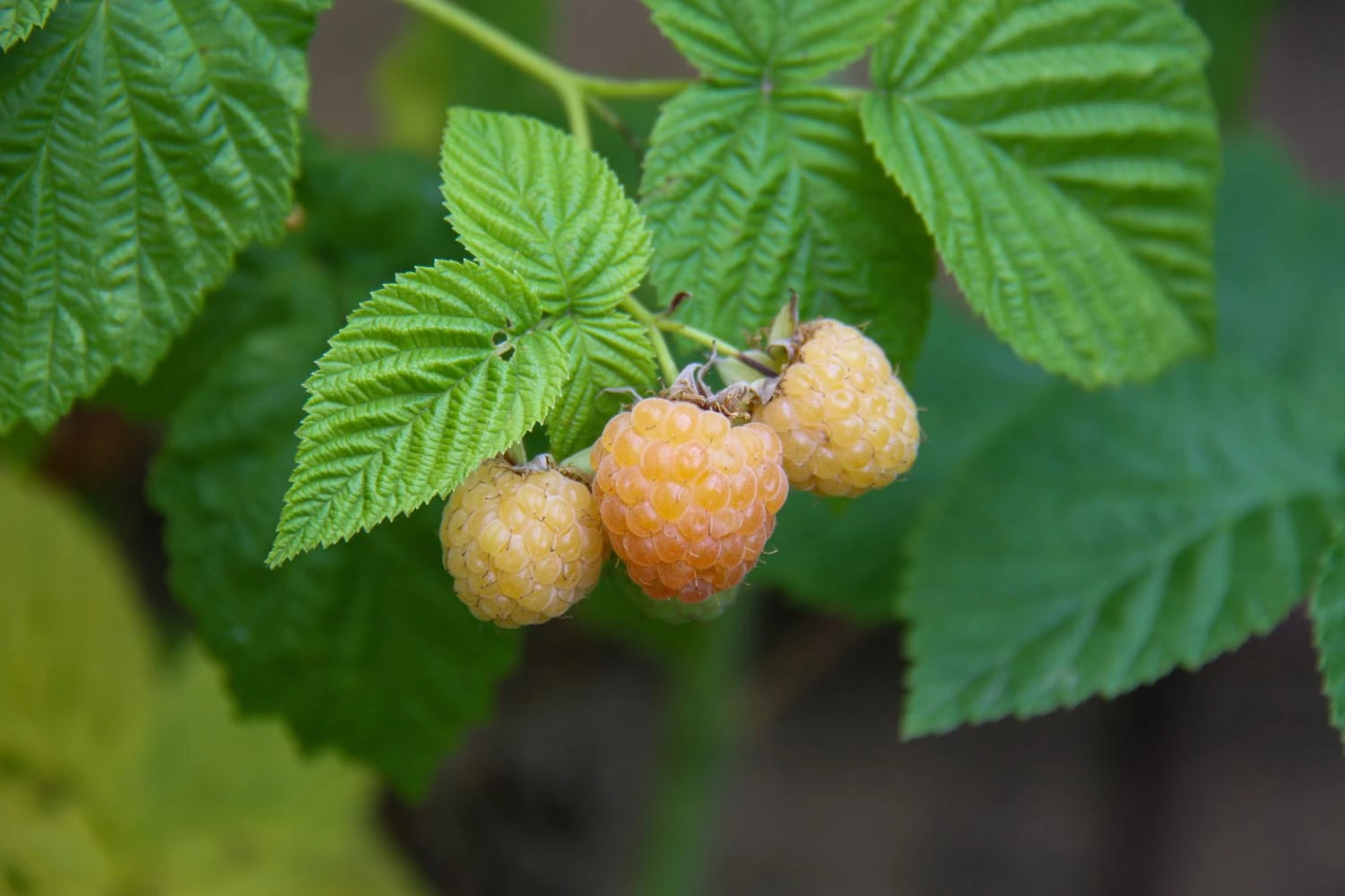 Fall Gold Raspberry Specimen TG 1 Gal Raspberry Fall Gold - Buckerfield's - BC's Original Country Store