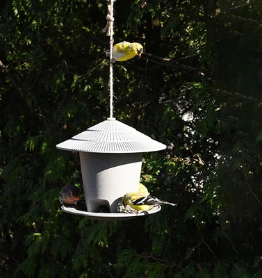 Pinebush Eco Forage Bird Feeder