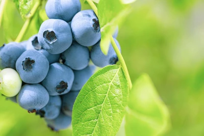 JRT 1 Gal Blueberry Patriot