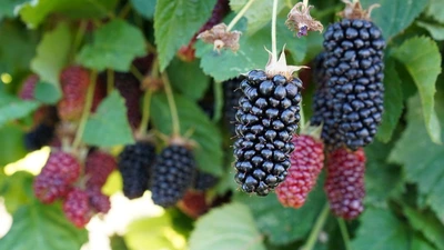 JRT 1 Gal Blackberry Columbia Star