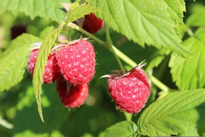 TG 1 Gal Raspberry Boyne